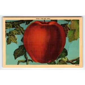 Vintage Linen Postcard Fine Red Apple Asheville Postcard Co. 1930s